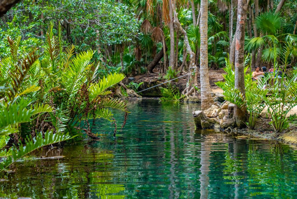 Beautiful cenote amidst trees at tulum a famous tourist attraction or recreation area.