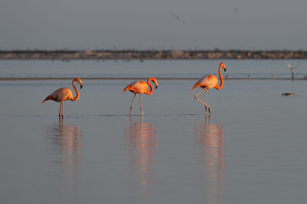 Three beautiful flamingoes at Rio Lagartos national park